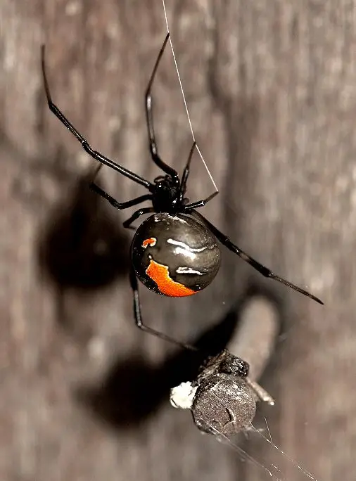 red back spider pictures