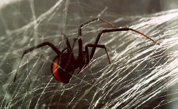 red back spider pictures