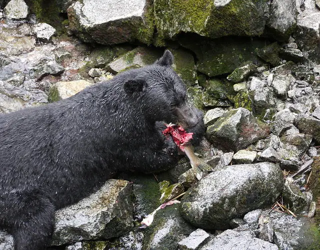 what do black bears eat in the wild