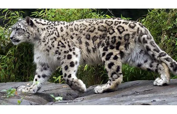 what is snow leopard | snow leopard