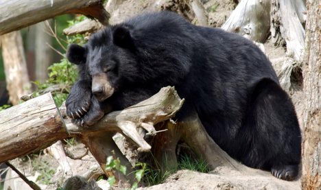 where do bears live | where do asian black bears live
