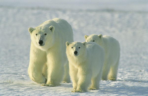 where do bears live | where do polar bears live