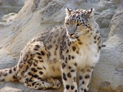 why are snow leopards endangered, snow leopards