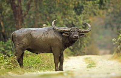 wildlife conservation efforts in India - Wild Buffalo