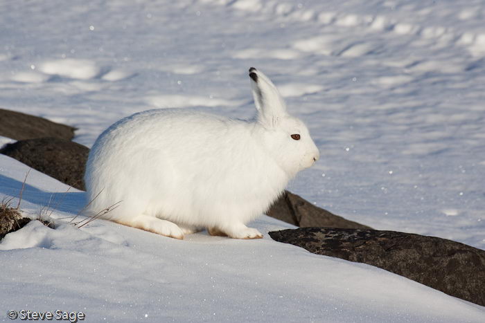 interesting arctic hare facts | arctic hare