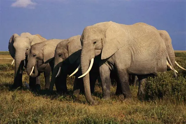 why are elephants endangered - herd of elephants