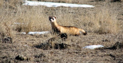 interesting black footed ferret facts for kids