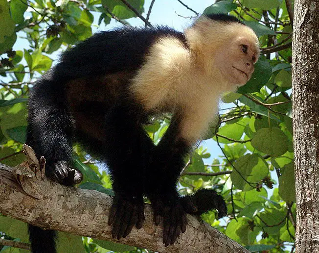 A capuchin monkey - interesting capuchin monkey facts