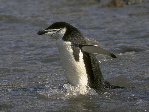 interesting chinstrap penguin facts | chinstrap penguin