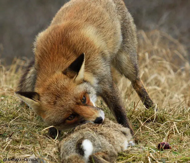why do foxes eat cats - fox eating