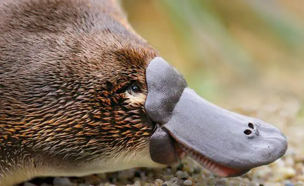 interesting duck billed platypus facts | duck billed platypus 