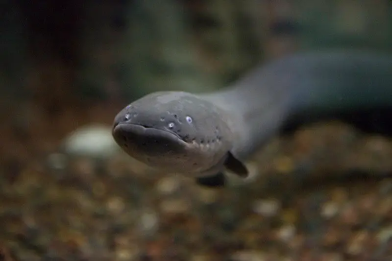 amazing electric eel facts 
