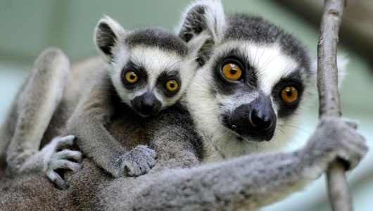 Lemur endangered animals in the rainforest
