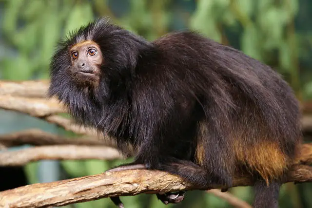 endangered animals in the rainforest Black-faced Lion Tamarin
