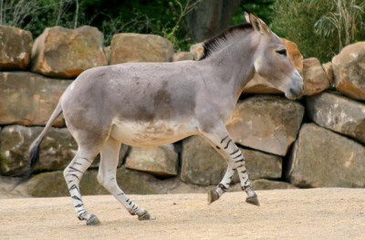 African Wild Ass (Equus africanus)