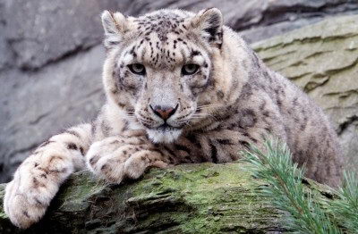 endangered animals list for kids | snow leopard