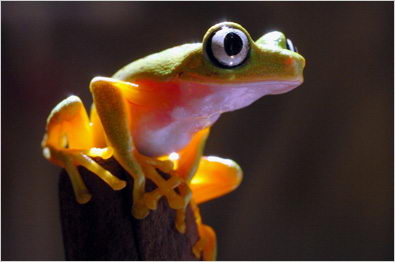 amazing frog facts for kids | frogs