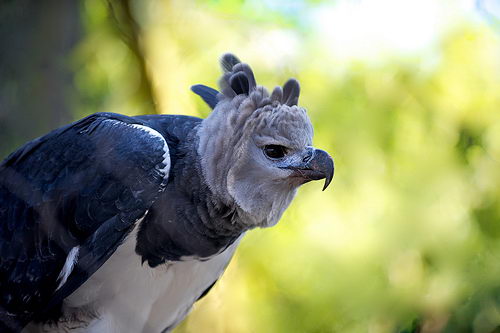 interesting harpy eagle facts