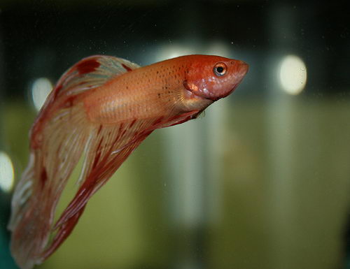 how long do betta fish live in captivity 