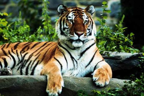 important tiger information for kids
