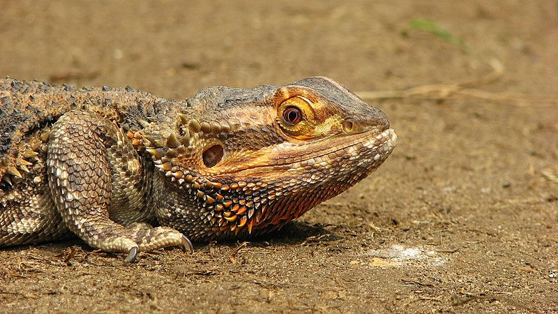 a bearded dragon - what do bearded dragons eat in the wild