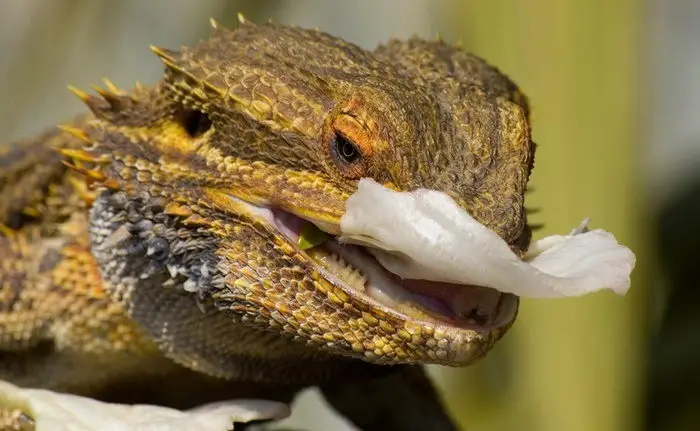 what do bearded dragons eat in the wild - a bearded dragon