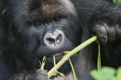 Gorilla Eating Stems - what do gorillas eat