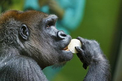 what do gorillas eat in the wild