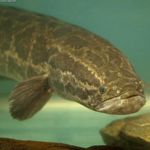 what eats frogs and tadpoles - snakehead fish