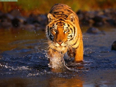 where do bengal tigers live | bengal tiger