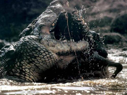 how long do alligators live | alligators lifespan