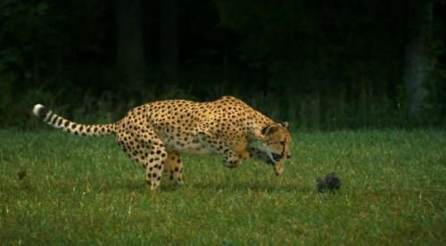 information about cheetahs | cheetah