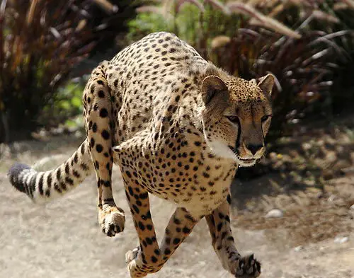 information about cheetahs