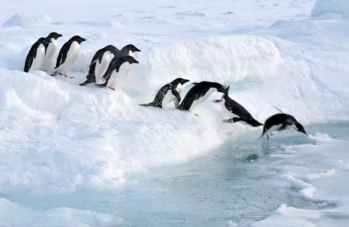 information about penguins | penguin facts