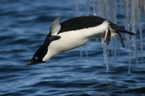 information about penguins | penguin facts for kids