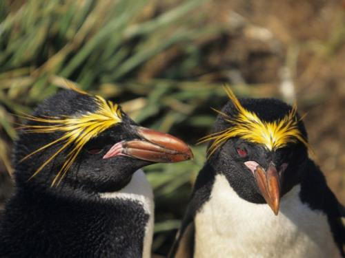 macaroni penguin facts | macaroni penguin