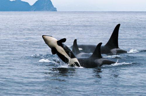 killer whale facts | killer whales