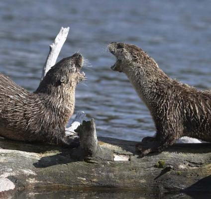 river otter facts | river otter facts for kids