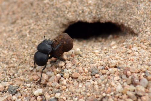 dung beetle facts | dung beetle