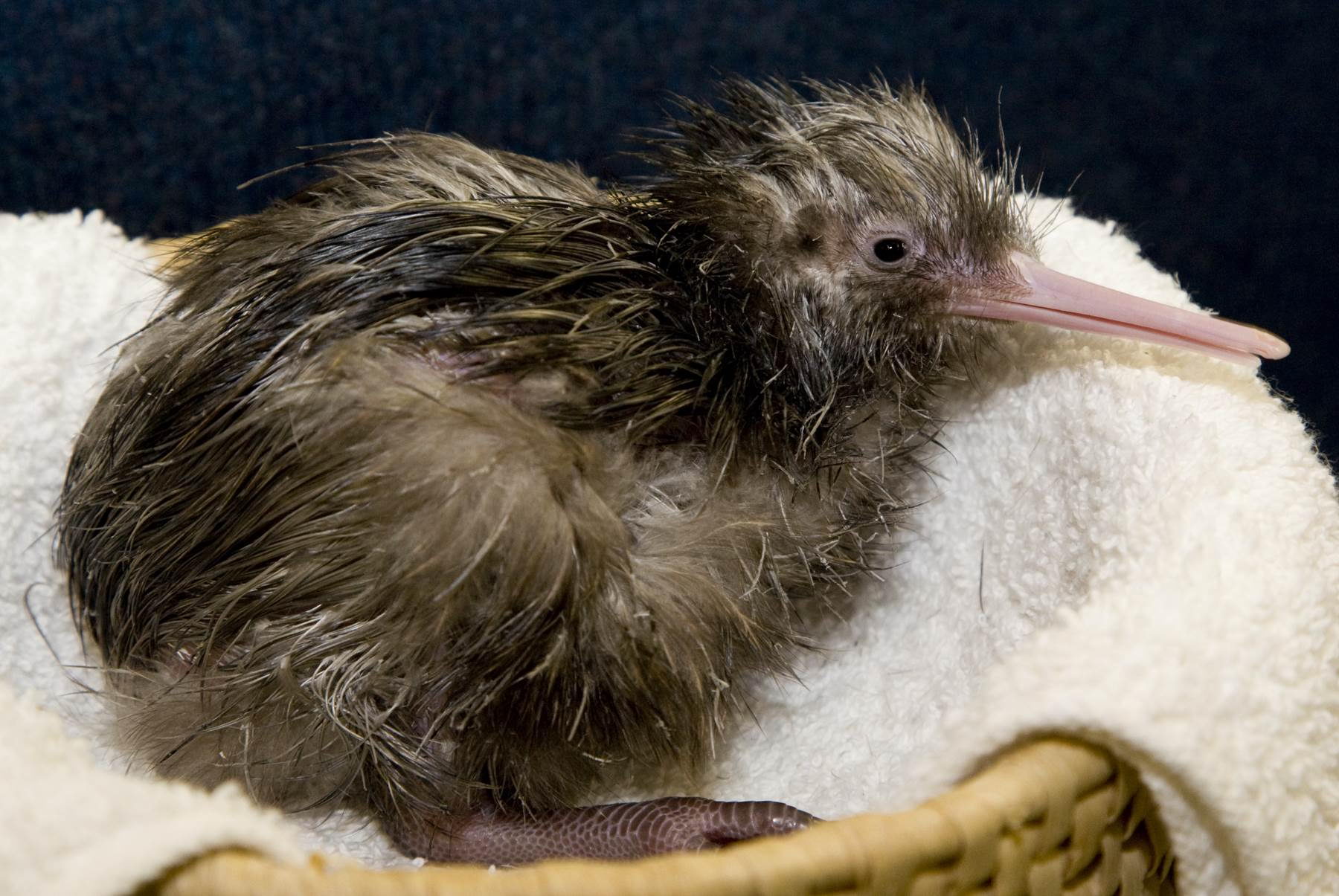 kiwi bird facts - The Zoo's brown kiwi chick hatched