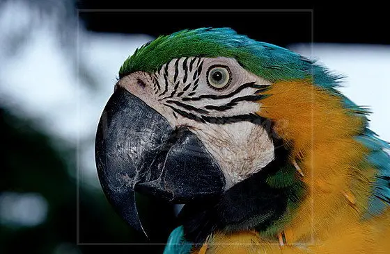 A close image of Blue and yellow macaw | Image Courtesy of neu.water-frame.com 