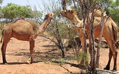 what do camels eat | camels diet