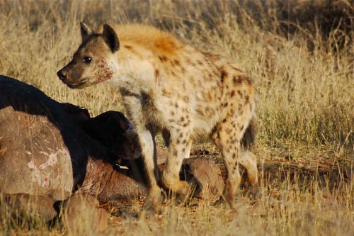 hyena facts for kids