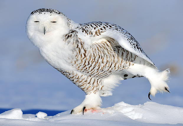 snowy owl facts for kids | snowy owl 