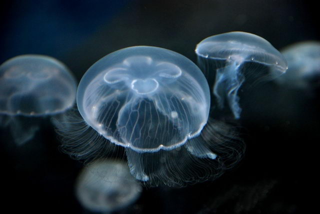 types of jellyfish | moon jellyfish