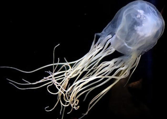 types of jellyfish | box jellyfish