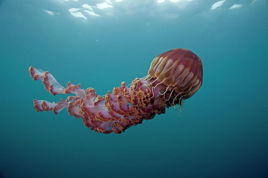 black sea nettle jellyfish Image Credit www.fineartamerica.com