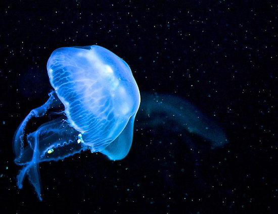 Blue Jellyfish Image Credit www.redbubble.com