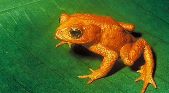 golden toad facts