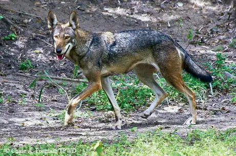 Red Wolf - Types of wolves